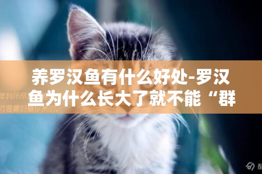 養羅漢魚有什么好處-羅漢魚為什么長大了就不能“群養”