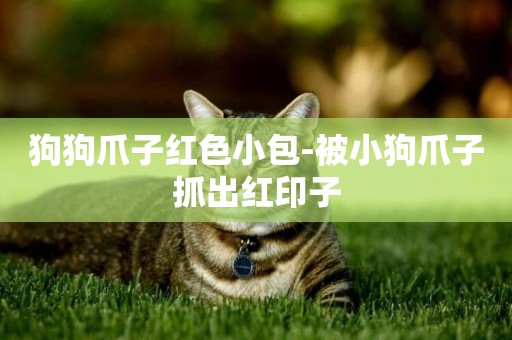 狗狗爪子紅色小包-被小狗爪子抓出紅印子