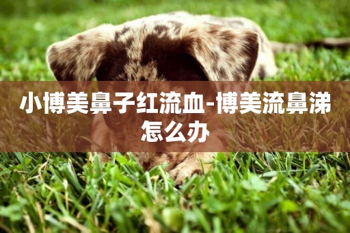 小博美鼻子紅流血-博美流鼻涕怎么辦