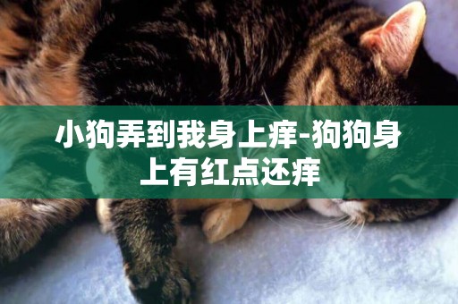 小狗弄到我身上癢-狗狗身上有紅點還癢