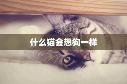 什么貓會想狗一樣