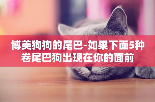 博美狗狗的尾巴-如果下面5種卷尾巴狗出現在你的面前