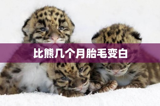比熊幾個月胎毛變白
