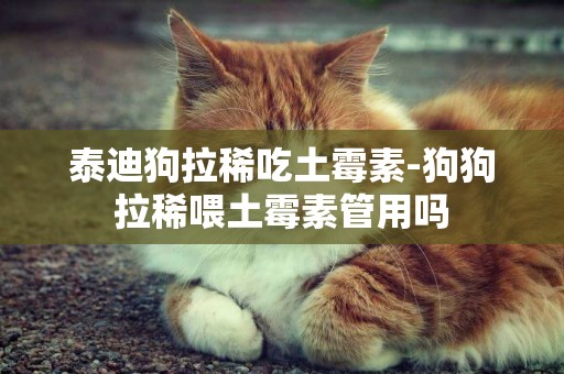泰迪狗拉稀吃土霉素-狗狗拉稀喂土霉素管用嗎