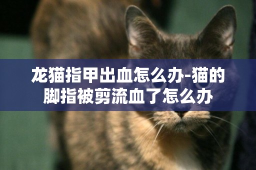 龍貓指甲出血怎么辦-貓的腳指被剪流血了怎么辦