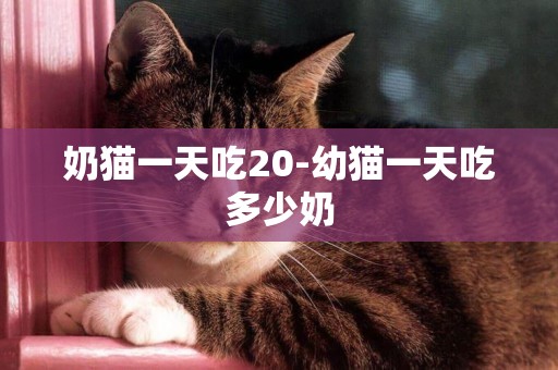 奶貓一天吃20-幼貓一天吃多少奶