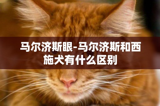 馬爾濟斯眼-馬爾濟斯和西施犬有什么區別