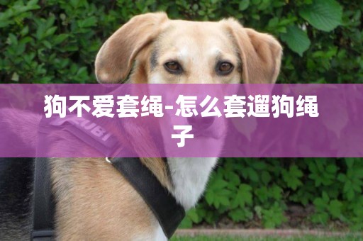 狗不愛套繩-怎么套遛狗繩子