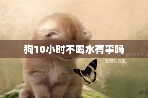 狗10小時不喝水有事嗎