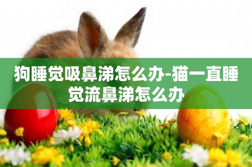 狗睡覺吸鼻涕怎么辦-貓一直睡覺流鼻涕怎么辦