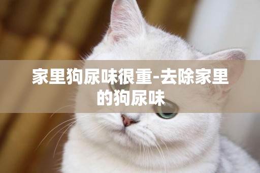 家里狗尿味很重-去除家里的狗尿味