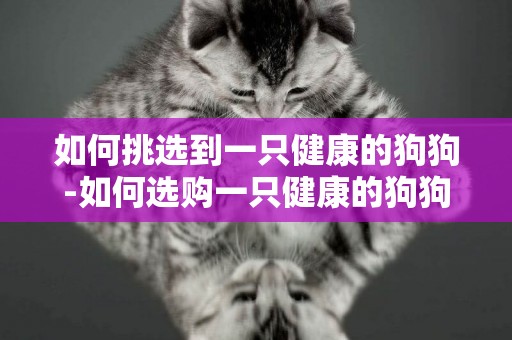 如何挑選到一只健康的狗狗-如何選購一只健康的狗狗