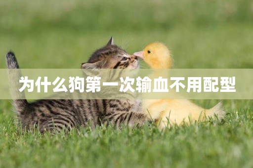 為什么狗第一次輸血不用配型