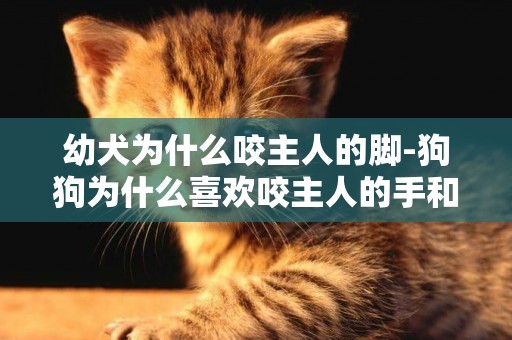 幼犬為什么咬主人的腳-狗狗為什么喜歡咬主人的手和腳