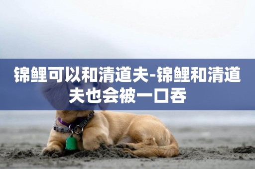 錦鯉可以和清道夫-錦鯉和清道夫也會被一口吞