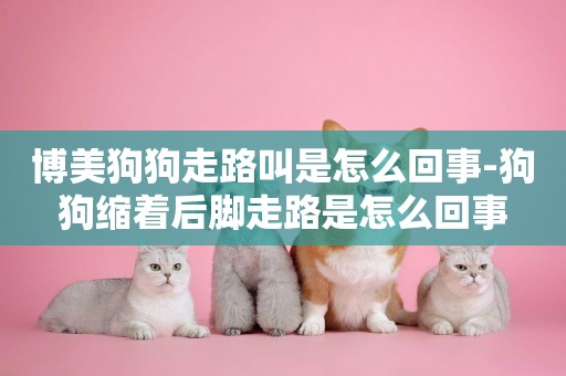 博美狗狗走路叫是怎么回事-狗狗縮著后腳走路是怎么回事