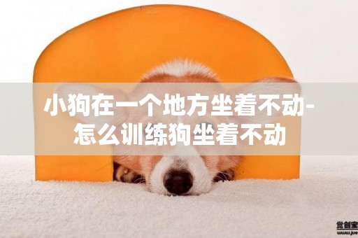 小狗在一個地方坐著不動-怎么訓練狗坐著不動