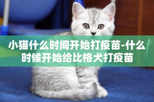 小貓什么時間開始打疫苗-什么時候開始給比格犬打疫苗