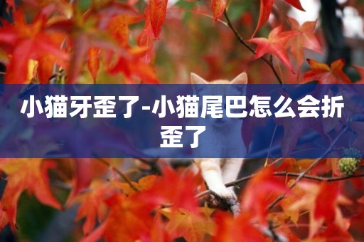 小貓牙歪了-小貓尾巴怎么會折歪了
