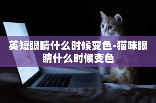 英短眼睛什么時候變色-貓咪眼睛什么時候變色