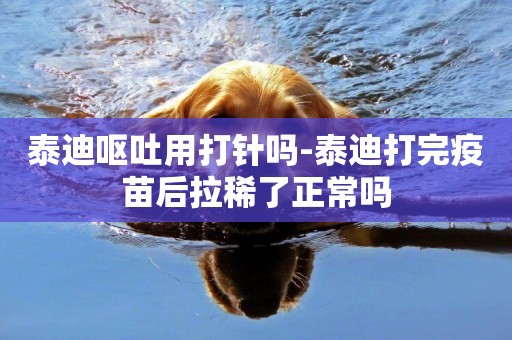 泰迪嘔吐用打針嗎-泰迪打完疫苗后拉稀了正常嗎