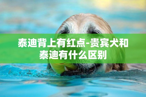 泰迪背上有紅點-貴賓犬和泰迪有什么區別