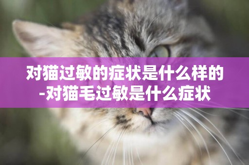 對貓過敏的癥狀是什么樣的-對貓毛過敏是什么癥狀