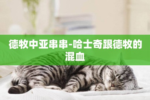 德牧中亞串串-哈士奇跟德牧的混血