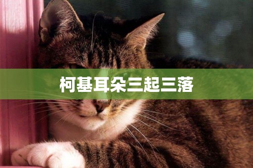 柯基耳朵三起三落