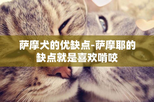 薩摩犬的優缺點-薩摩耶的缺點就是喜歡啃咬