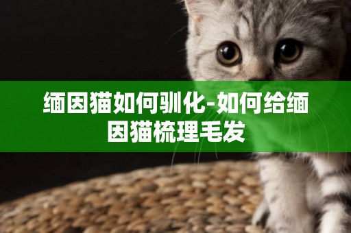 緬因貓如何馴化-如何給緬因貓梳理毛發