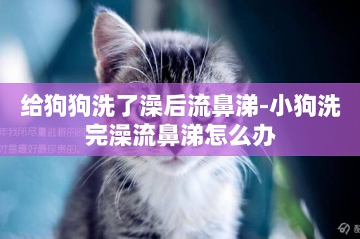 給狗狗洗了澡后流鼻涕-小狗洗完澡流鼻涕怎么辦