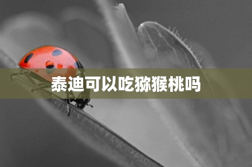 泰迪可以吃獼猴桃嗎