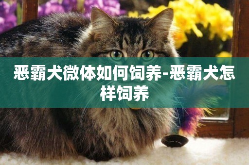 惡霸犬微體如何飼養-惡霸犬怎樣飼養
