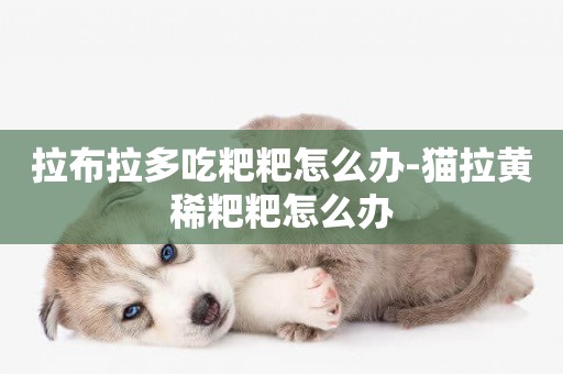 拉布拉多吃粑粑怎么辦-貓拉黃稀粑粑怎么辦