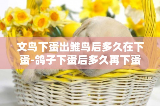 文鳥下蛋出雛鳥后多久在下蛋-鴿子下蛋后多久再下蛋