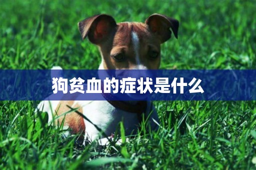 狗貧血的癥狀是什么