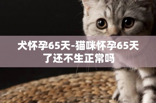 犬懷孕65天-貓咪懷孕65天了還不生正常嗎