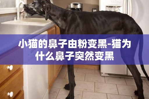 小貓的鼻子由粉變黑-貓為什么鼻子突然變黑