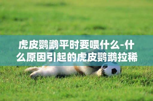 虎皮鸚鵡平時要喂什么-什么原因引起的虎皮鸚鵡拉稀