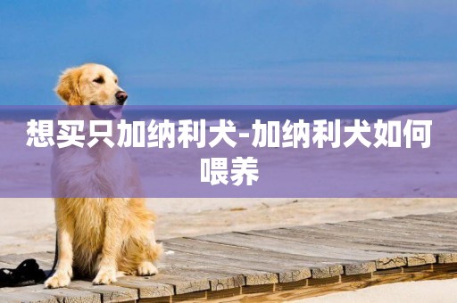 想買只加納利犬-加納利犬如何喂養
