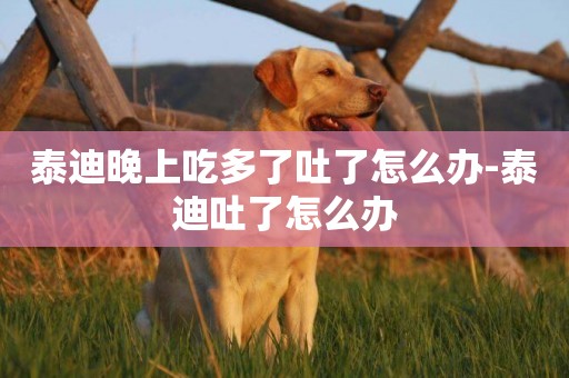 泰迪晚上吃多了吐了怎么辦-泰迪吐了怎么辦