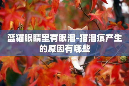 藍貓眼睛里有眼淚-貓淚痕產生的原因有哪些