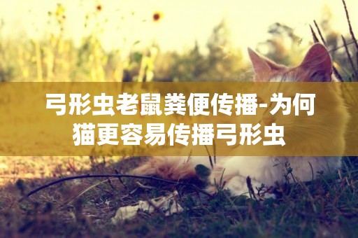 弓形蟲老鼠糞便傳播-為何貓更容易傳播弓形蟲