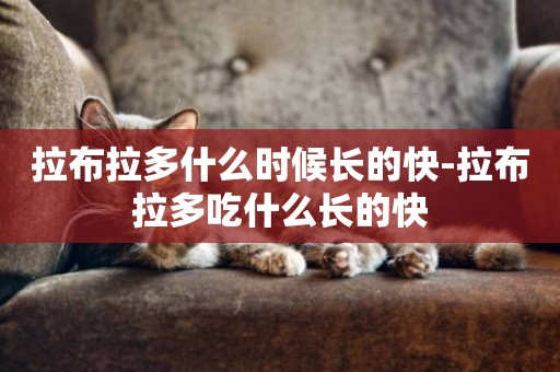 拉布拉多什么時候長的快-拉布拉多吃什么長的快