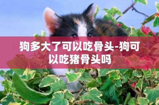 狗多大了可以吃骨頭-狗可以吃豬骨頭嗎
