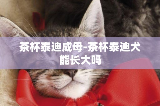 茶杯泰迪成母-茶杯泰迪犬能長大嗎