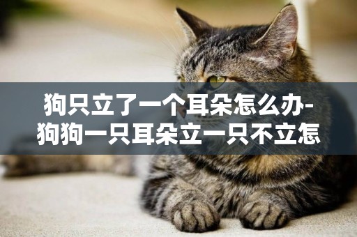 狗只立了一個耳朵怎么辦-狗狗一只耳朵立一只不立怎么回事