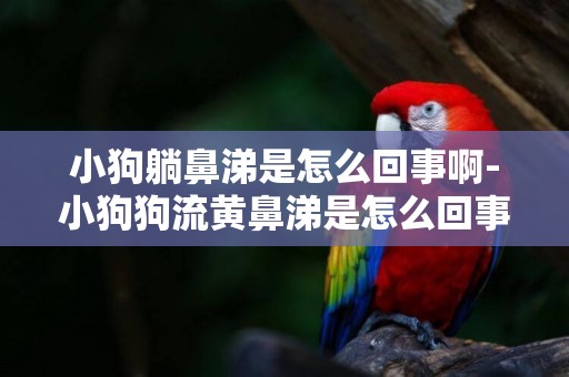 小狗躺鼻涕是怎么回事啊-小狗狗流黃鼻涕是怎么回事