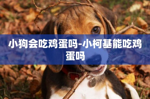 小狗會吃雞蛋嗎-小柯基能吃雞蛋嗎
